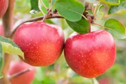 Winterapfel 'Rote Sternrenette' (Malus domestica 'Rote Sternrenette'), 120-140cm inklusive Topf
