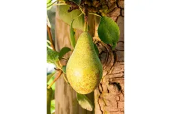 Sommerbirne 'Gute Luise' (Pyrus communis 'Gute Luise')| 120-140cm inklusive Topf