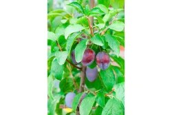 Zwetsche 'Hanita'(s) (Prunus domestica subsp. domestica 'Hanita'(s)) | 120-140 cm inklusive Topf