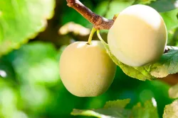 Reneklode 'Oullins Reneklode' (Prunus domestica subsp. italica 'Oullins Reneklode'), 120-140 cm inklusive Topf