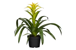 Qualité & Prix Guzmania | ⌀ 12 cm