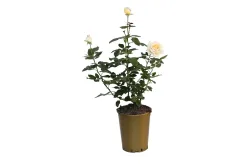 Edelrose 'Anastasia'®(Rosa 'Anastasia'®), TopfgrösseØ25cm