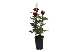 Strauchrose 'Nadia Renaissance'®(Rosa 'Nadia Renaissance'®), TopfgrösseØ25cm