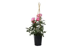 Strauchrose 'Ghita Renaissance'®(Rosa 'Ghita Renaissance'®), TopfgrösseØ25cm
