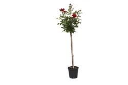 Beetrose 'Nina Weibull'®(Rosa 'Nina Weibull'®, Stamm), TopfgrösseØ29cm