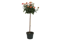 Beetrose 'Travesti' auf Stamm | H 90 cm