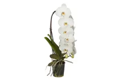 Schmetterlingsorchidee 'Formidablo' | ⌀ 12 cm