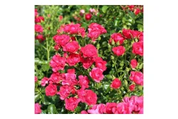 Rose 'Balou' Ø 25 cm | 50-60 cm inkl. Topf