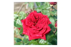 Rose 'Red Romanza' Ø25cm | 50-60 cm inklusive Topf