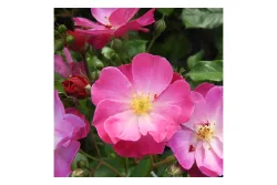 Rose 'Lavender Dream' Ø25 cm