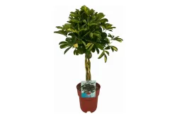 Schefflera arboricola 'Gold Capella' Ø25
