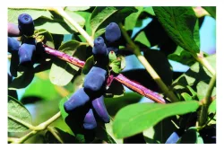 Sibirische Blaubeere 'Amur'