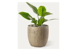 Premium Hydro Philodendron | ⌀ 30 cm