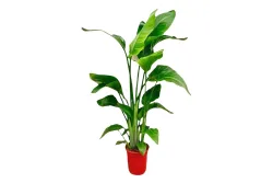 Strelitzia Nicolai Ø21