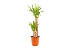 Yucca Elephantipes Ø21cm