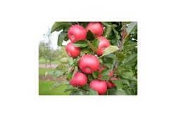 Säulenapfel Rumba | 110-170 cm inklusive Topf