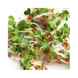 Gusta 600B05 Samen Microgreens Ruca-Salatrauke