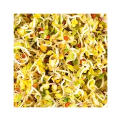 Gusta 600B03 Samen Microgreens Brokkoli