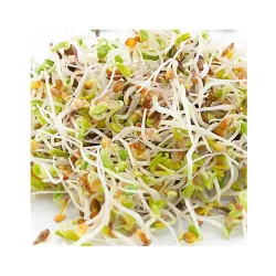 Gusta 600B06 Alfalfa Samen Microgreens