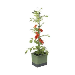 Gusta 103610 TOM TOMATO Anzuchtset Dunkelgrün