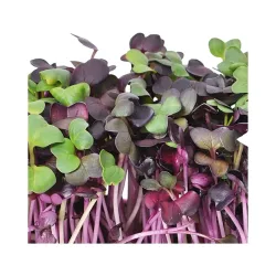 Gusta 600B01 Samen Microgreens Radies