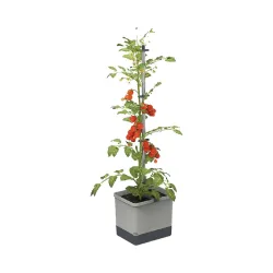 Gusta 100610 TOM TOMATO Anzuchtset Hellgrau