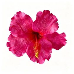 Künstliche Hibiskus-Blumen-Haarspange, schadet dem Haar nicht, Bohemian-Stil, Haarschmuck, Pony-Haarnadel, Sommer