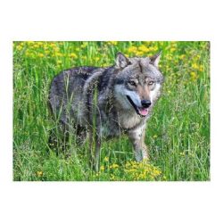 Ravensburger - Wolf im Natur- und Tierpark Goldau, 1000 Teile, Multicolor