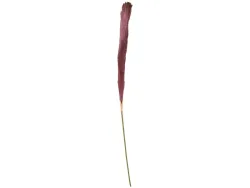 Pampas LIANA Violett
