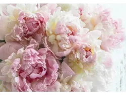 Tapete PIVOINE 4-teilig vliesfaser rosa 368x254x1cm