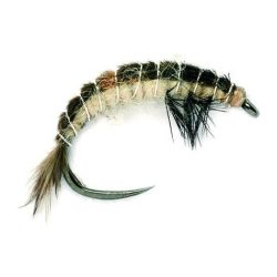 Fulling Mill OE Hydropsyche Larva o.W. - Nymphe