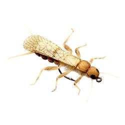 J:son Stonefly Adult