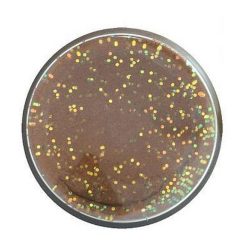 Berkley PowerBait Natural Glitter Trout Dough