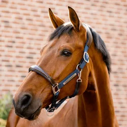 Horseware Signature Competition anatomisches Lederhalter