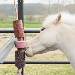 Grooming Deluxe Wooden Relax Horse Toy with Salt Lick