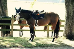 Kentucky Horsewear Martingal  Vorderzeugschoner Fellimitat