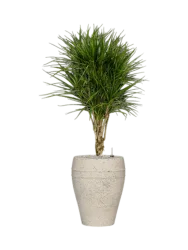 Pflanzen Arrangement „Dracaena marginata in Mediterranean“, Höhe 140-150 cm Baq Design