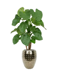 Pflanzen Arrangement „Alocasia in Laos“ Ø 60 x 170-180 cm Baq Design
