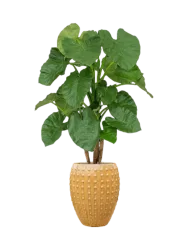 Pflanzen Arrangement „Alocasia in Laos“ Ø 60 x 170-180 cm Baq Design