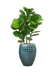 Pflanzen Arrangement „Fiddle Tree in Laos“ Ø 60 x 140-150 cm Baq Design