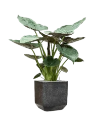 Pflanzen Arrangement „Alocasia Wentii in Baq Terrazzo“, Höhe 145-155 cm Baq Design