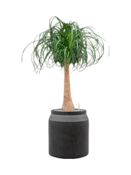 Pflanzen Arrangement „Beaucarnea recurvata in Baq Raindrop“, Höhe 110-120 cm Baq Design