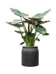 Pflanzen Arrangement „Alocasia Wentii in Baq Raindrop“, Höhe 145-155 cm Baq Design