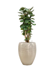 Pflanzen Arrangement „Aralia Fabian in Traces“, Höhe 140-150 cm Baq Design