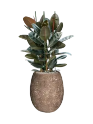 Pflanzen Arrangement „Ficus elastica 'Abidjan' in Polystone Coated Plain“ Baq Design