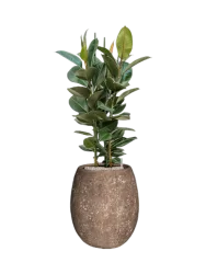 Pflanzen Arrangement „Ficus elastica 'Robusta' Polystone Coated Plain“ Baq Design