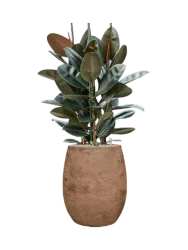 Pflanzen Arrangement „Ficus elastica 'Abidjan' in Algar“, Höhe 130-140 cm Baq Design