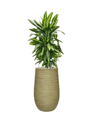 Pflanzen Arrangement „Dracaena fragrans Cintho in Dune“, Höhe 120-130 cm Baq Design
