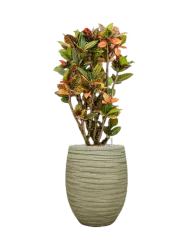 Pflanzen Arrangement „Croton variegatum 'Petra' in Baq Tornado“, Höhe 150-160 cm Baq Design