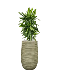 Pflanzen Arrangement „Dracaena fragrans Cintho in Tornado“, Höhe 130 cm Baq Design